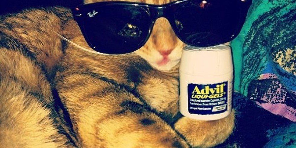 7 Things That Happen When You Adopt A Cat In College