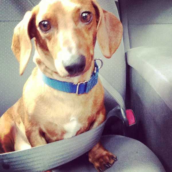 An Open Letter To My Dog