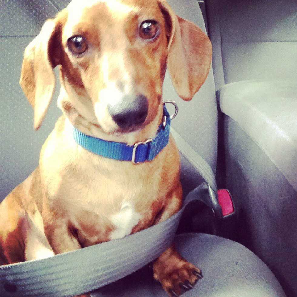 An Open Letter To My Dog