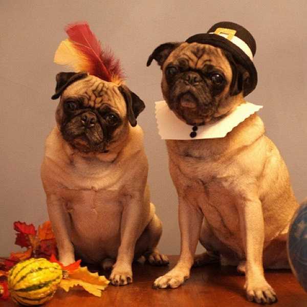 Why We're So Excited For Thanksgiving