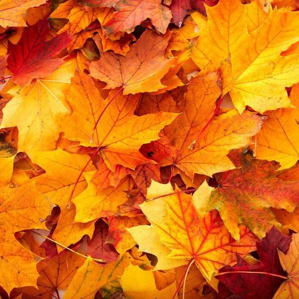 What College Students Are Thankful For