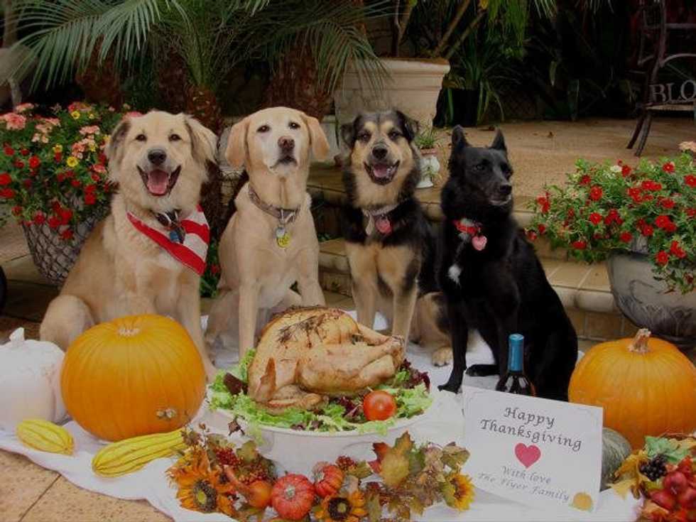 A College Student's Thanksgiving Break As Told By Dogs