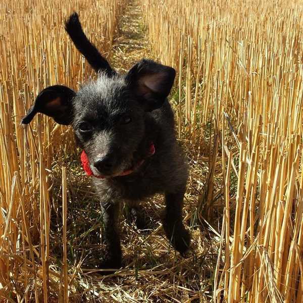 Why My Dog Is My Best Friend