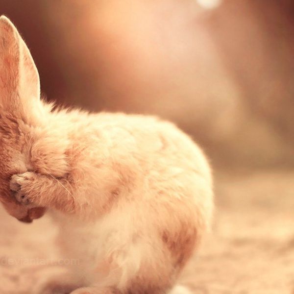 Your Makeup Products Are Killing Animals