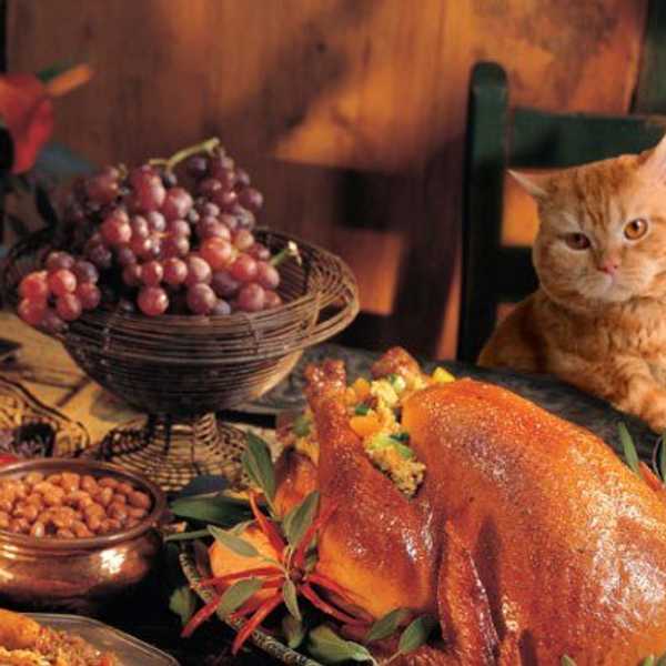 The 7 Stages Of Going Home For Thanksgiving