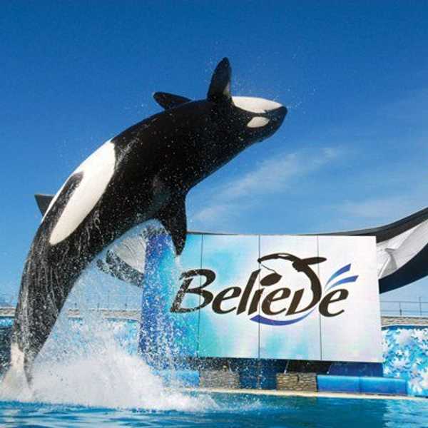 SeaWorld To End Killer Whale Performances: Genuine Act Or Just A PR Stunt?