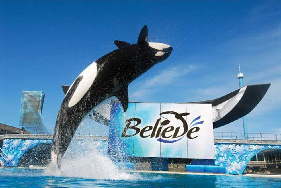SeaWorld To End Killer Whale Performances: Genuine Act Or Just A PR Stunt?