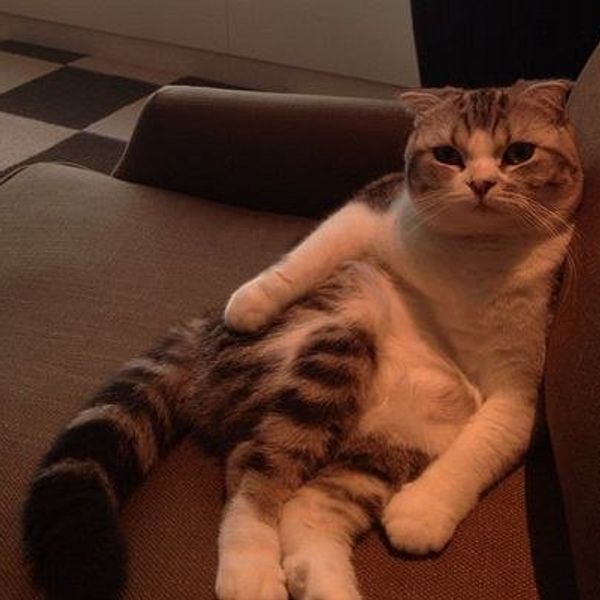 22 Reasons To Never Have A Cat