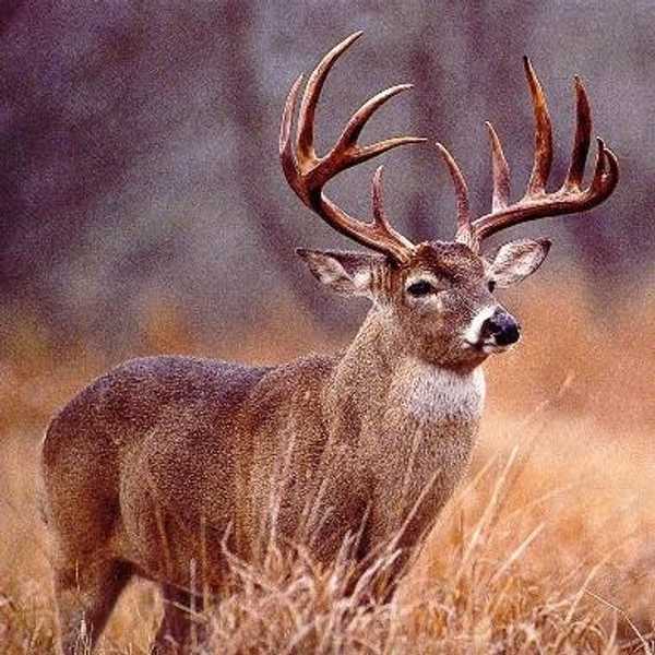 The Girlfriend's Guide To Hunting