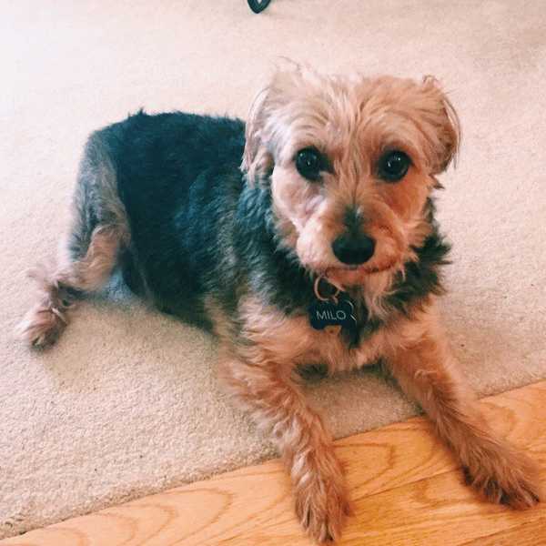 A Love Letter To My Dog
