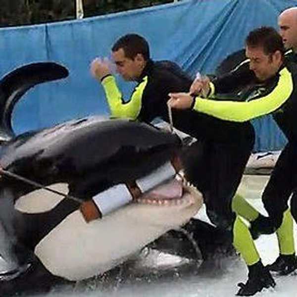Stop SeaWorld