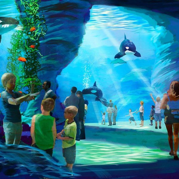 Tilikum's 'New' Sea World