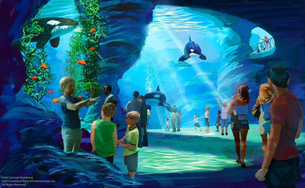 Tilikum's 'New' Sea World