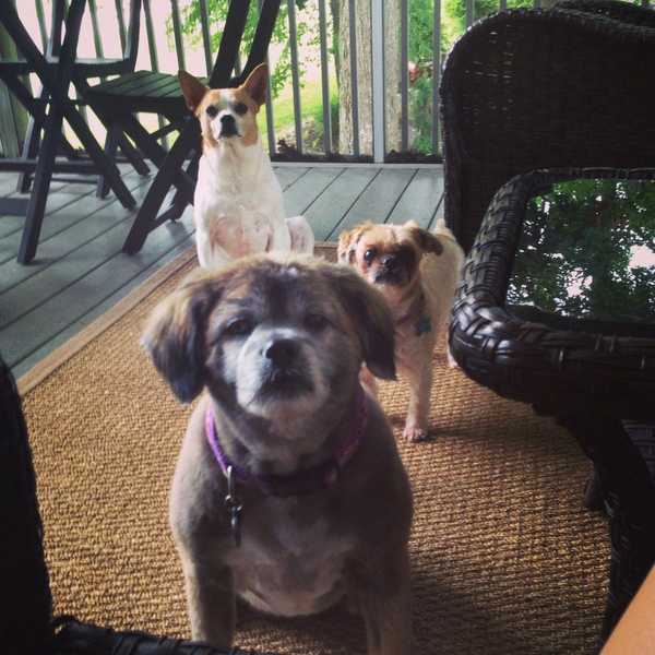 9 Reasons Why Your Dog Is Your Best Friend