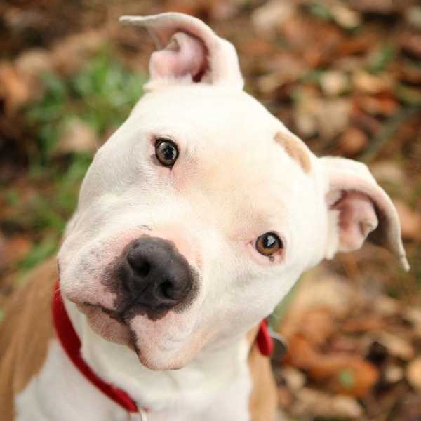 Confessions: I'm Not A Dog Person