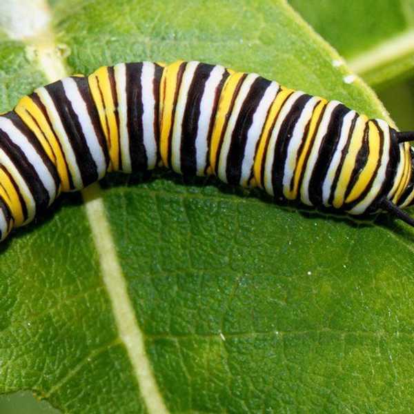 Terraces Announces Caterpillar Salad