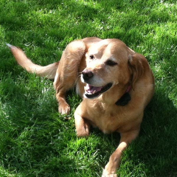 Finding A Forever-Home