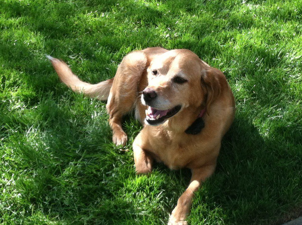 Finding A Forever-Home