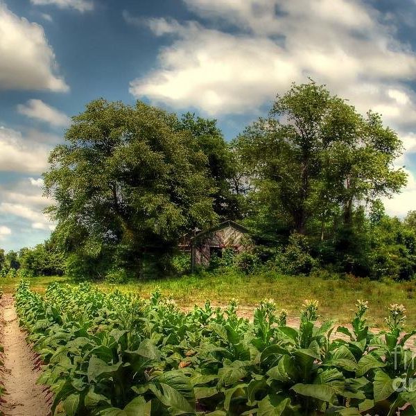 11 Things You'll Miss About Eastern North Carolina