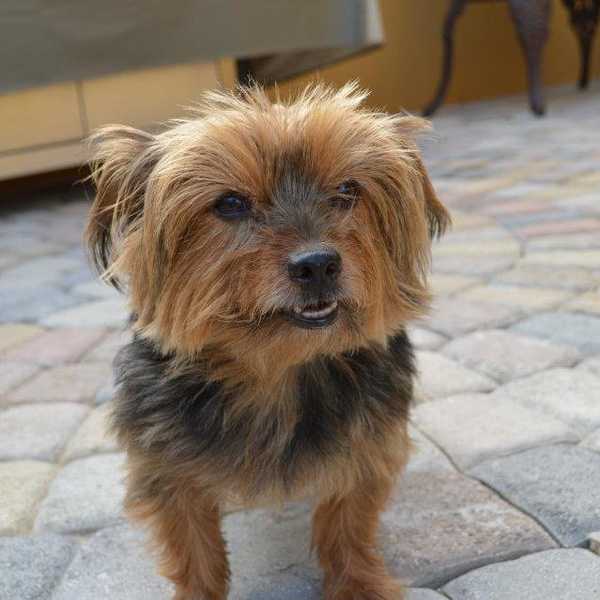 An Open Letter To My Dog