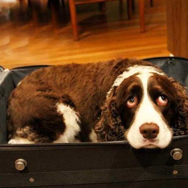 The 20 Struggles Of Leaving Your Dog Behind While At College