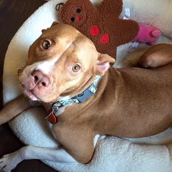 Adopting Scarlett