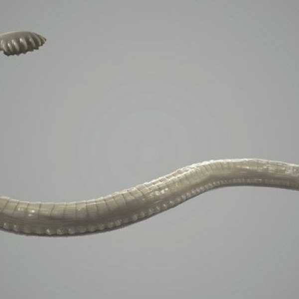 Researchers Found A Tapeworm That Caused Cancer