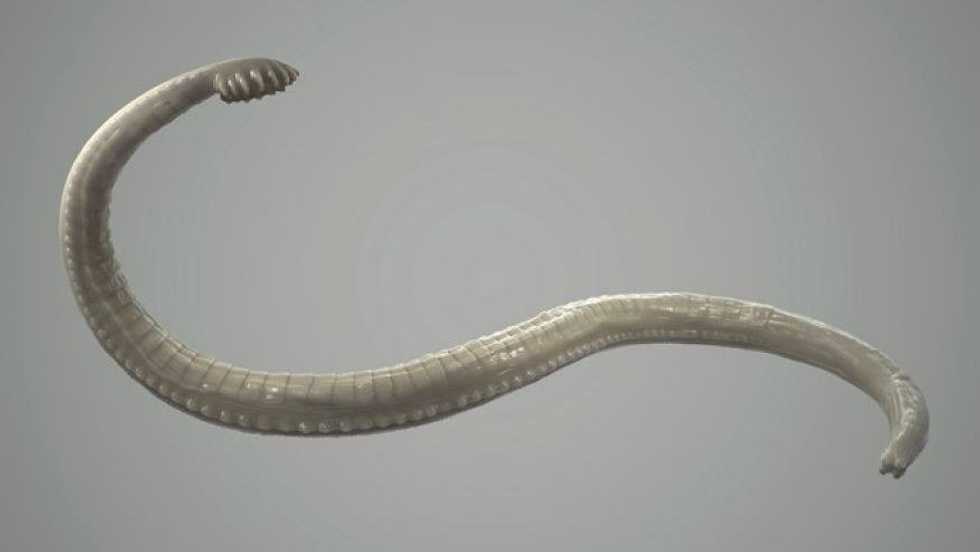Researchers Found A Tapeworm That Caused Cancer