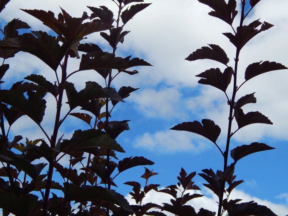 The Truth about the Freshman 15