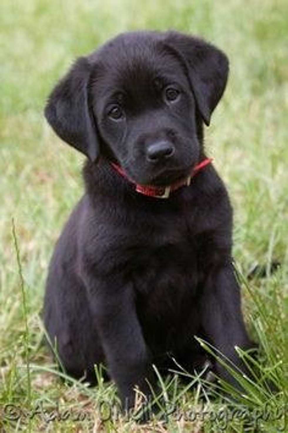 12 Reasons We're All Obsessed With Our Dogs