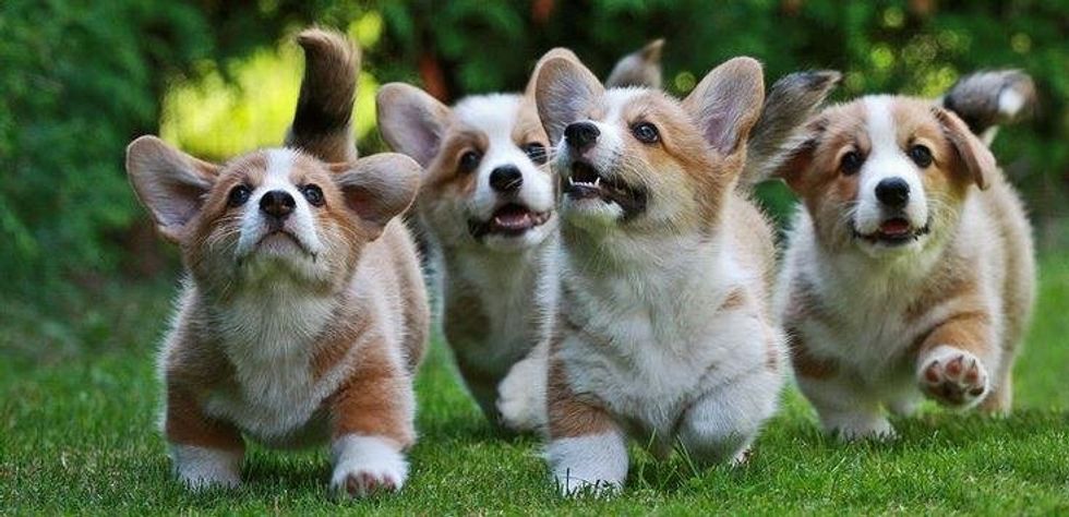8 Reasons Why Corgis Are The Cutest