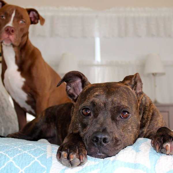 Don't Bully My Breed: Why Breed Specific Legislation Has To Go