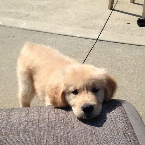 6 Signs You Are An Obsessed Dog Lover