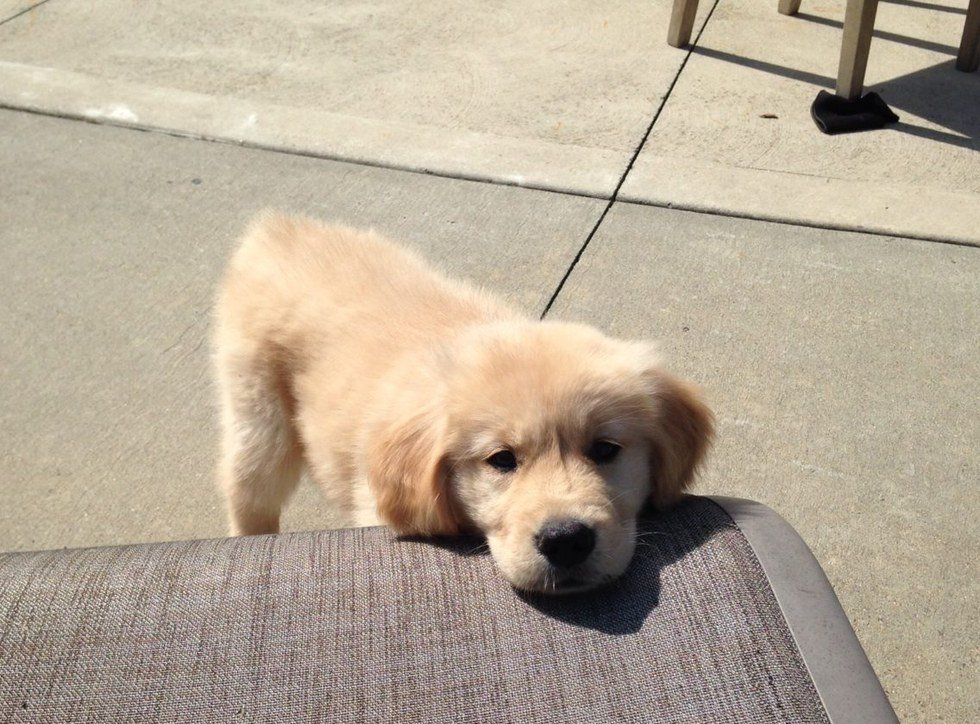 6 Signs You Are An Obsessed Dog Lover