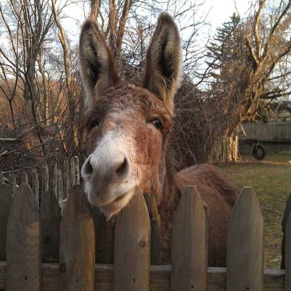 An Open Letter To My Yard