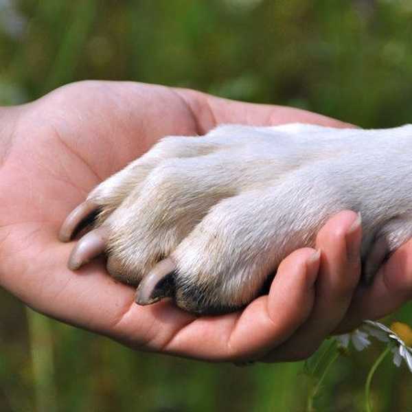 5 Signs Your Dog Is Your Best Friend