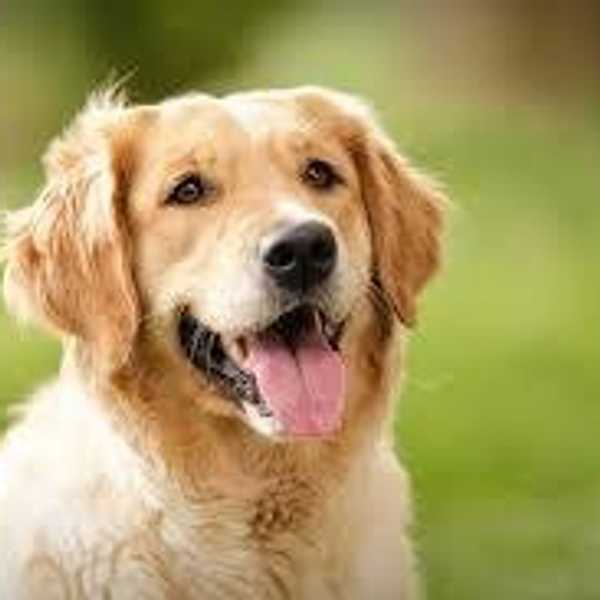 8 Things that Happen When You Are a Golden Retriever On The Inside