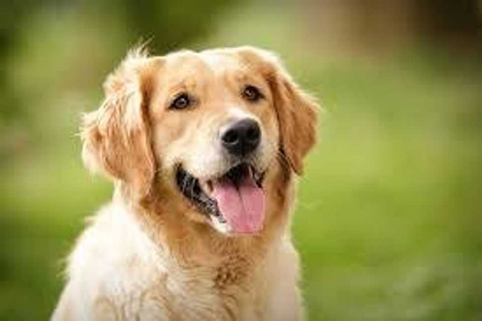 8 Things that Happen When You Are a Golden Retriever On The Inside