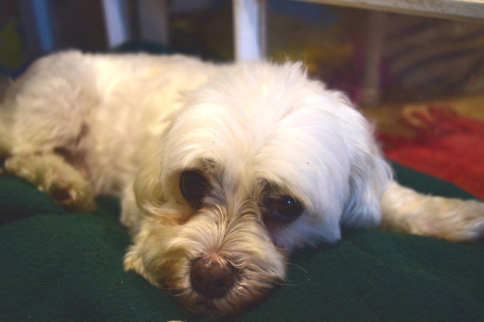 8 Thoughts And Expressions Dush The Dog Has