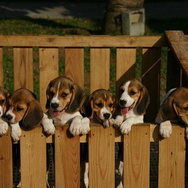 13 Things All Beagle Owners Know To Be True