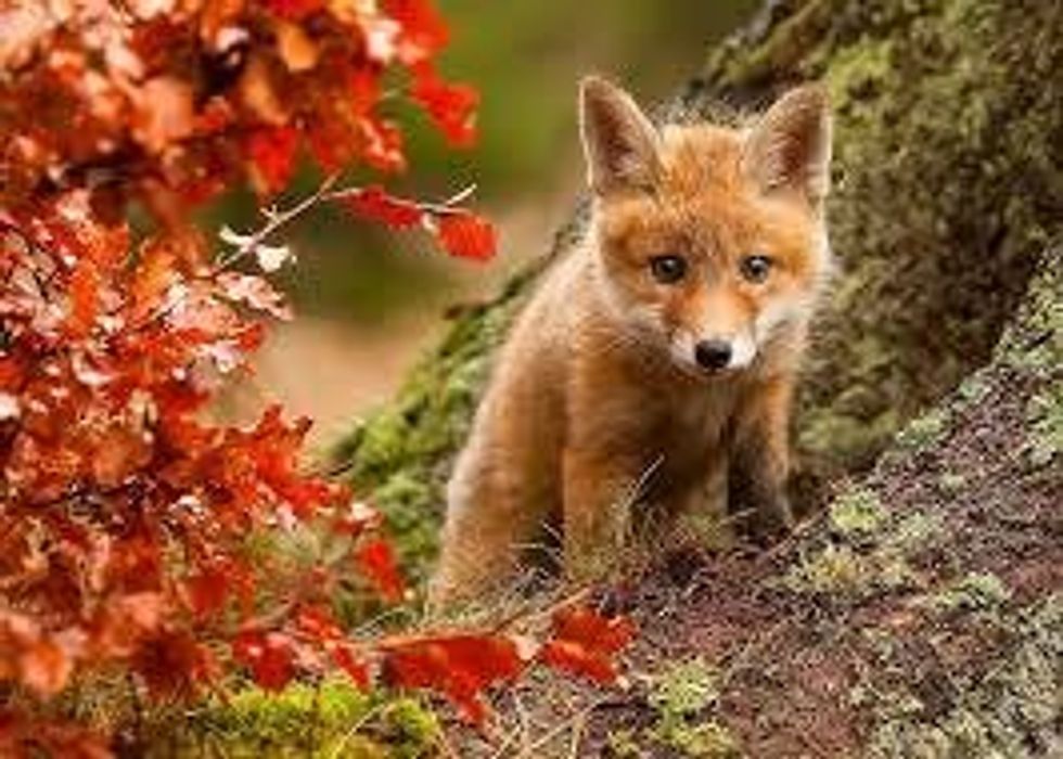 13 Favorite Fall Festivities