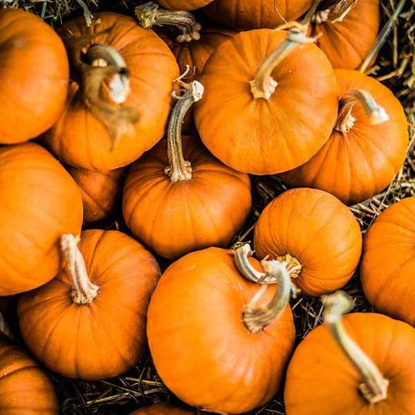 A Letter To Halloween Obsessed College Students