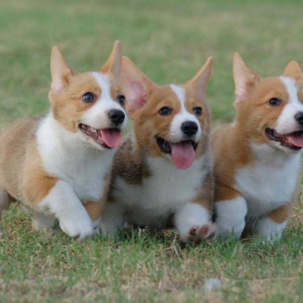 15 Times Corgis Proved They Were the Key to Everyone's Happiness