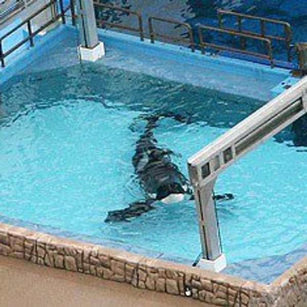 7 Things We All Need To Know About SeaWorld