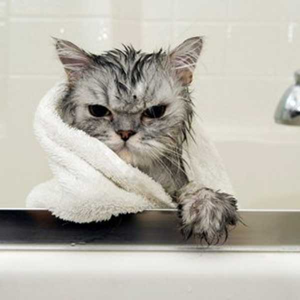 10 Reasons Everyone Should Own A Cat