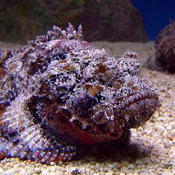 Four Reasons Why The Stonefish Is Scarier Than Any Monster