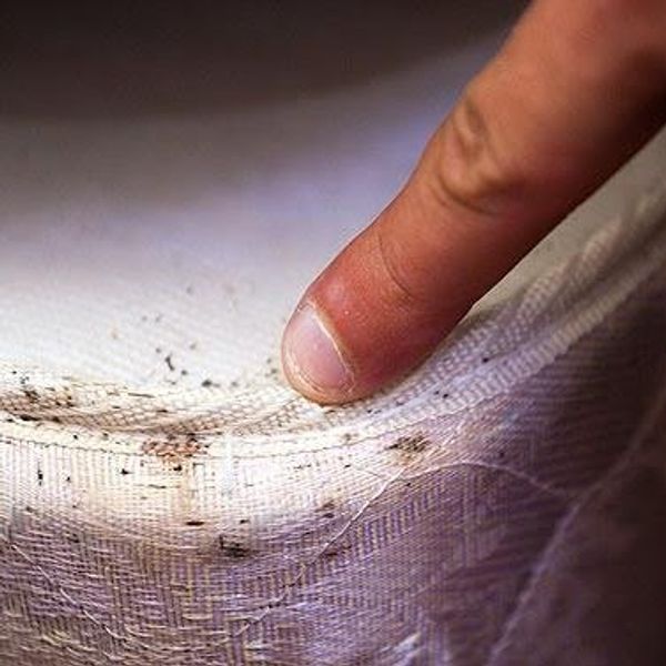 How To Deal With Bed Bugs