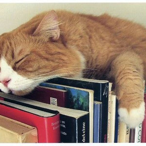 Why I Adopted A Kitten In College