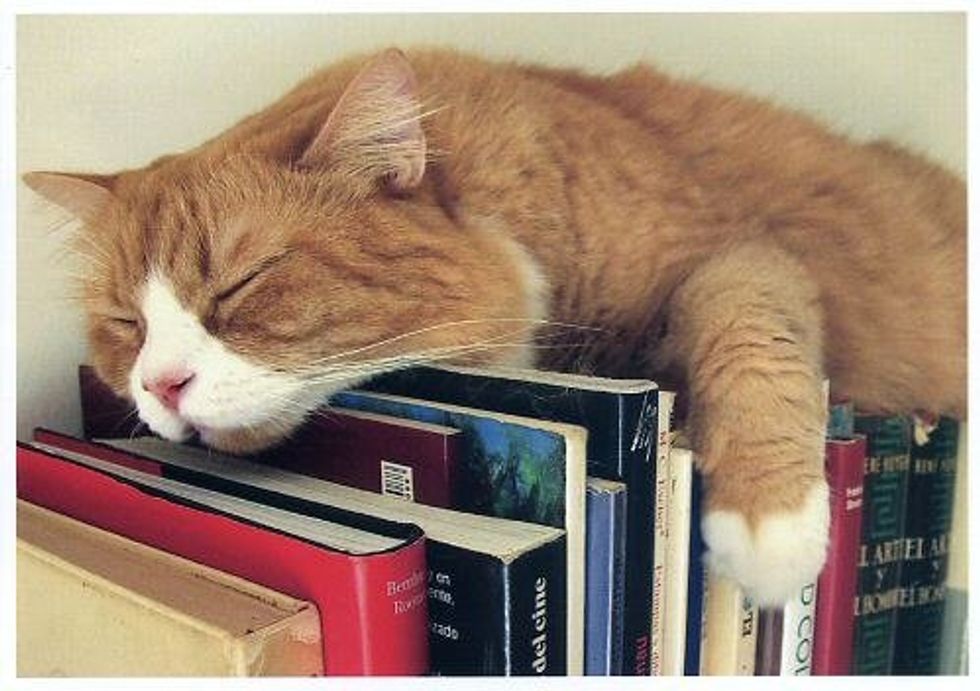 Why I Adopted A Kitten In College