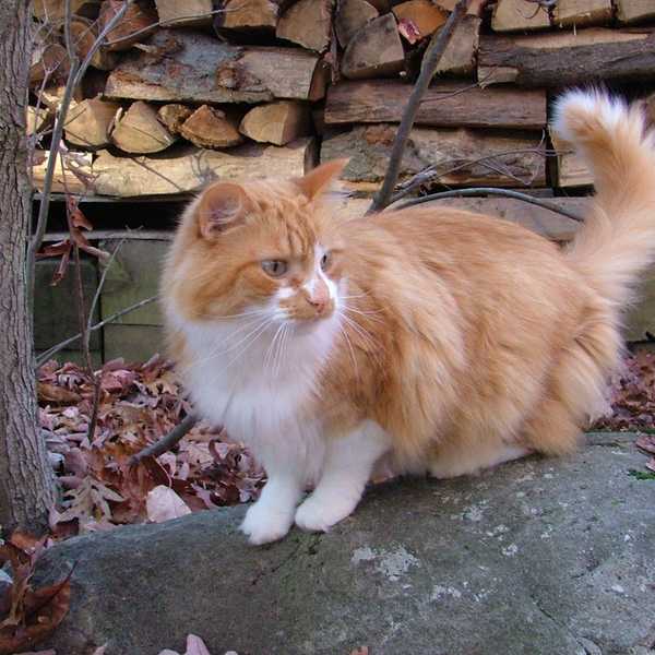 4 Ways To Include Your Pet In The Fall Fun